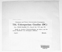 Uromyces cacaliae image